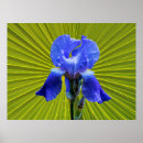 Suche nach iris blume poster Natur