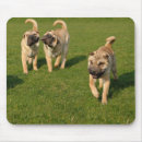 Suche nach shar pei welpe mousepads Hunde