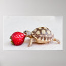 Suche nach sheldons poster Schildkröte