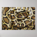 Suche nach reptilien kunst poster Schlange