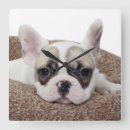 Suche nach french bulldog wanduhren Puppy