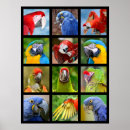 Suche nach papageien poster Ara