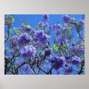 Suche nach jacaranda poster Blau