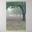 Suche nach texas bluebonnet poster Usa