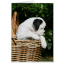 Suche nach boxerwelpe Welpen