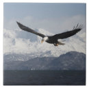 Suche nach weißkopfseeadler fliesen Alaska