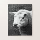 Suche nach schwarze schafe puzzle Tier