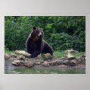 Suche nach braunbär poster Fauna