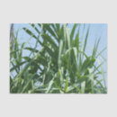 Suche nach gräser seidenpapier Gewebe