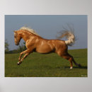 Suche nach stallions poster Palomino