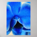 Suche nach orchideen blume poster Blumen