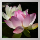 Suche nach lotus flower poster Pink