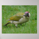 Suche nach specht poster Vogel