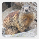 Suche nach murmeltier aufkleber Eichhörnchen