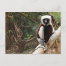 Suche nach lemur postkarten Primate