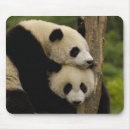 Suche nach großer panda mousepads Wolong forschungszentrum