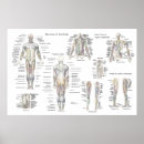 Suche nach muskulatur poster Medizinisch