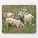 Suche nach niedliches schwein mousepads Rosa