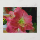Suche nach amaryllis postkarten Hübsch