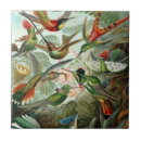 Suche nach kolibris fliesen Regenwald