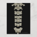 Suche nach vertebrae Büropolen