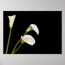 Suche nach calla poster Lily
