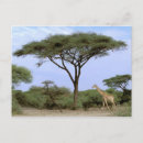 Suche nach okavango postkarten Safari