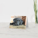 Suche nach schwarzer labrador retriever welpe karten Schwarzes labor