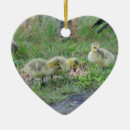 Suche nach tiere ornamente Natur