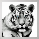 Suche nach wilde katze poster Tiger