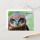 Suche nach eule postkarten Greifvögel