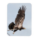 Suche nach flug magnete Adler