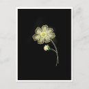 Suche nach kamille postkarten Blume