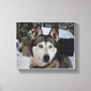 Suche nach alaskan malamute poster Arktisch