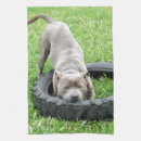 Suche nach stier geschirr tücher Hund