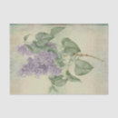Suche nach syringa Botanisch