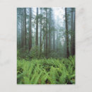 Suche nach waldboden poster Farn