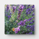 Suche nach biene fotoplatten Blume