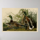 Suche nach enten poster Vögel