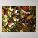 Suche nach salat poster Essen
