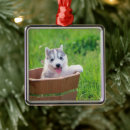 Suche nach husky ornamente Niedlicher welpe