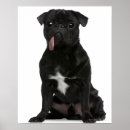 Suche nach keuchen poster Haustiere