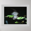 Suche nach amerikanischer alligator poster Wasser