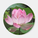 Suche nach lotus magnete Rosa