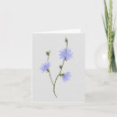 Suche nach cornflower postkarten Aquarell