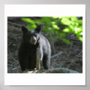 Suche nach bears poster Wild