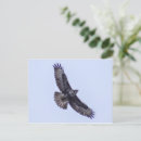Suche nach bussard postkarten Wildtiere