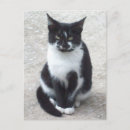 Suche nach weiße katzen postkarten Schwarz