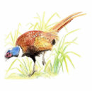 Suche nach regal magnete Vogelbeobachtung