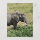 Suche nach uganda poster Wild